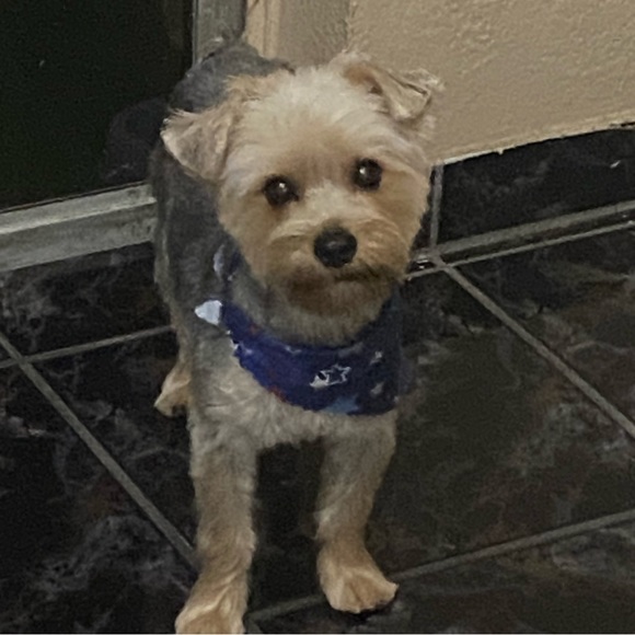 Meet your Posher, yamy - Picture 8 of 10